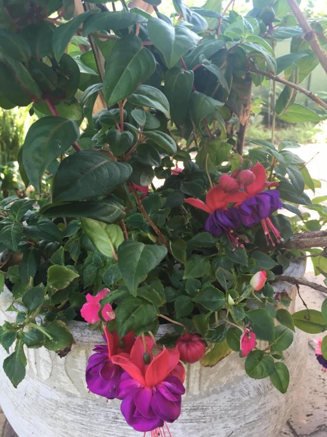 Tiree B&B Johannesburg Luaran gambar